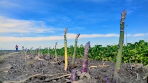 Pousses d'asperges