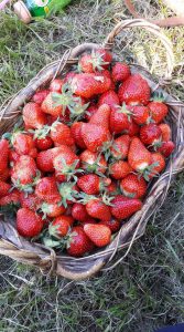 Des fraises goûteuses